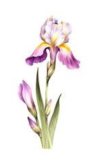 The composition of irises. Hand draw watercolor illustration. - 539336057