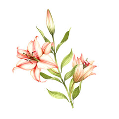The image of a lilies. Hand draw watercolor illustration - 539336068