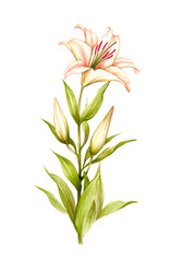 The image of a lilies. Hand draw watercolor illustration - 539336078