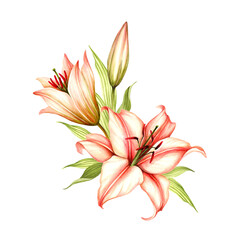 The image of a lilies. Hand draw watercolor illustration