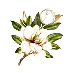 Image of blooming magnolia branch. Watercolor illustration. - 539336212