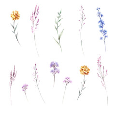 Set of wildflowers. Hand draw watercolor illustration.