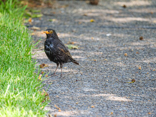Blackbird Alert On Path