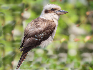  Dreamy Kookaburra