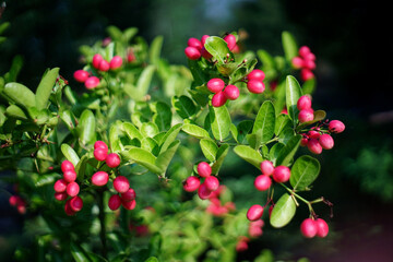 Mango yawning lime boo on Tree in The garden.