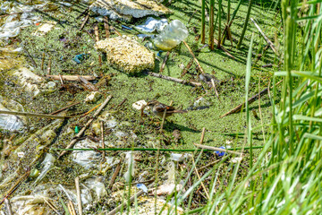 garbage in dirty and stagnant water
