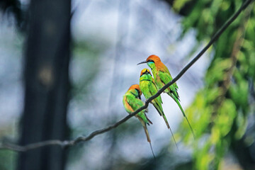The Blue-tailed Bee-eater in nature