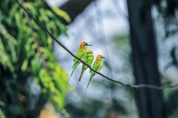 The Blue-tailed Bee-eater in nature
