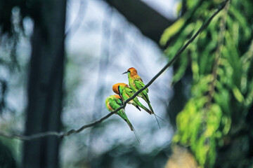 The Blue-tailed Bee-eater in nature