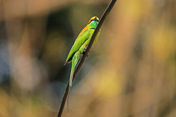 The Blue-tailed Bee-eater in nature