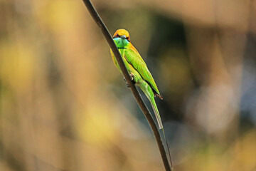 The Blue-tailed Bee-eater in nature