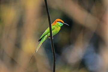 The Blue-tailed Bee-eater in nature