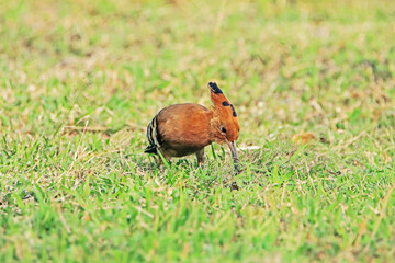 The Common Hoopoe on field in the park