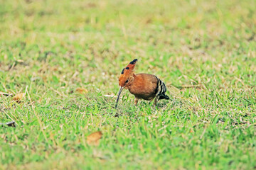 The Common Hoopoe on field in the park