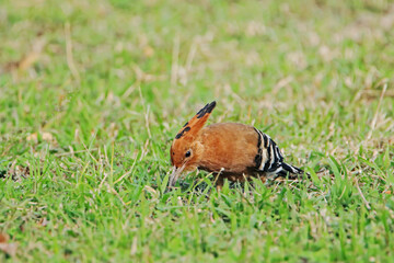 The Common Hoopoe on field in the park