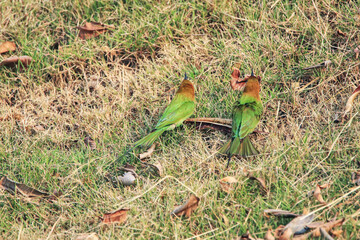 The Blue-tailed Bee-eater in nature