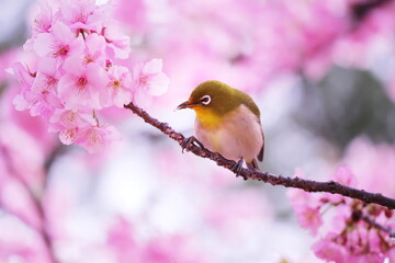 美しい桜と可愛いメジロ