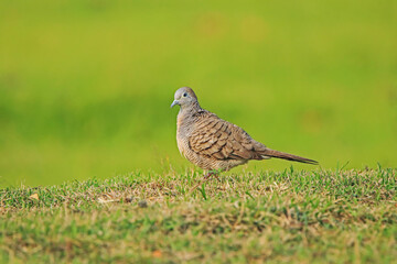 A zebra dove on field