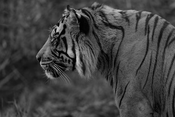 Side profile view of a Sumatran Tiger facing away from the camera at a zoo in Tacoma, Washington.