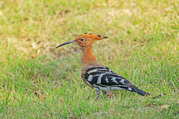 The Common Hoopoe on field in the park