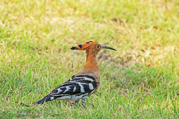 The Common Hoopoe on field in the park