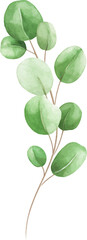 Eucalyptus Leaf With Watercolor Style