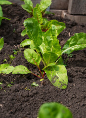 Young chard plants with bright crimson stems. Growing.