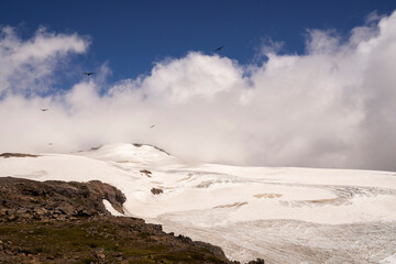 Andean condor, Vultur, gryphus, family, flying over Glacier Alerce ice field and snowy mountains in Tronador hill.