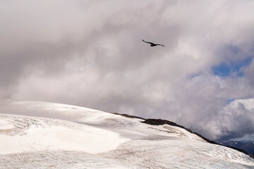 View of a Andean condors, Vultur, gryphus, flying over glacier Alerce ice field in Tronador hill,...