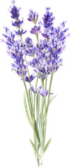 Watercolor lavender bouquet, Provence flowers