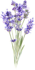 Naklejka premium Watercolor lavender bouquet, Provence flowers