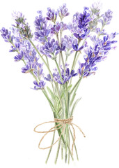 Watercolor lavender bouquet, Provence flowers