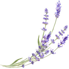 Watercolor lavender bouquet, Provence flowers
