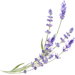 Deurstickers Watercolor lavender bouquet, Provence flowers © ElenaDoroshArt