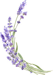 Watercolor lavender bouquet, Provence flowers