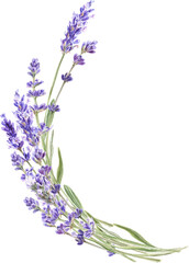 Watercolor lavender bouquet, Provence flowers © ElenaDoroshArt