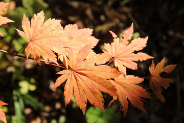 Branch of autumn maple leaves in the forest.