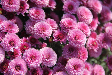 Bush of bright pink chrysanthemums close-up.