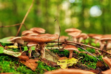 Rindenschwammverwandte Pilze im Herbst im Wald in Deutschland 