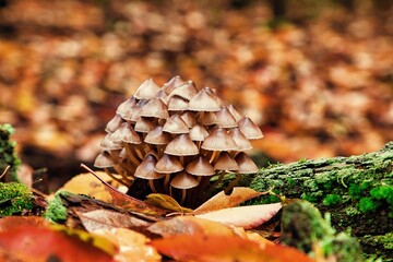 Helmingsverwandte Pilze im Herbst im Wald mit Moos