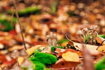 Helmingsverwandte Pilze im Herbst im Wald mit Moos