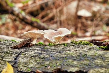 Kleine helle Pilze an einem Baumstamm