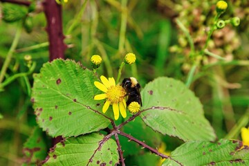 Eine Hummel entspannt sich auf einer gelben Blume 