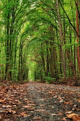 Waldlandschaft im Frühherbst in Deutschland 