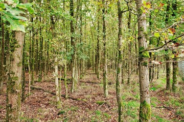 Waldlandschaft im Frühherbst in Deutschland 