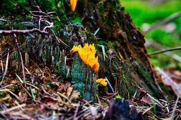 Kleiner gelber Pilz an einem Baustamm