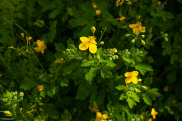 Celandine herb with yellow flowers close up