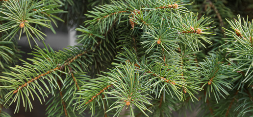 Closeup view of green fir tree branches