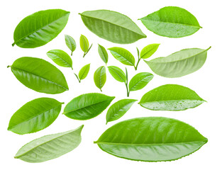 tea leaf isolated on transparent png