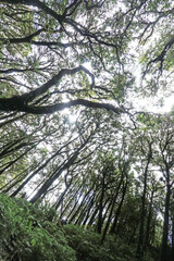The hiking trail in the forest of Thailand.